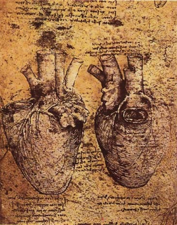 Heart and its blood vessels
