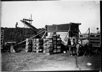 Canning Peas