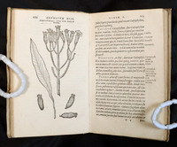 Aromatum: Page Opening