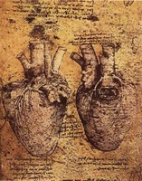 Heart and its blood vessels