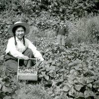 Margaret picking berries