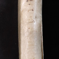 Aromatum: Spine