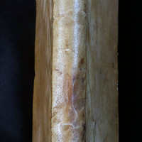 Humanae (4°): Spine
